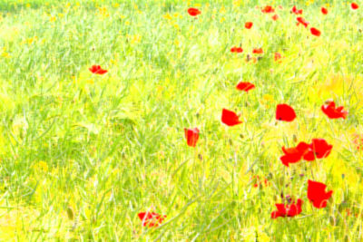 Red poppies blooming in field