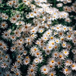 Full frame shot of flowers blooming outdoors