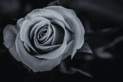 Close-up of rose against blurred background