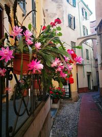 Pink flowers on window