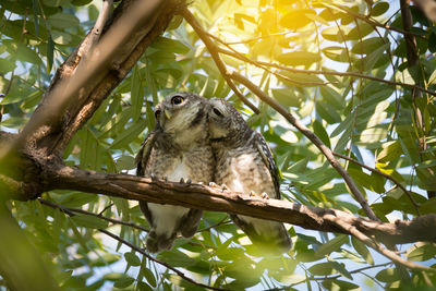 Low angle view of owl perching on tree