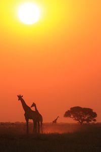 Silhouette horse standing on landscape against orange sky