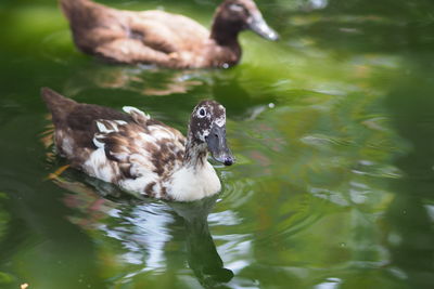 Duck swimming in lake