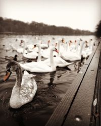 Swans swimming in lake