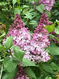 Close-up of pink flowering plant