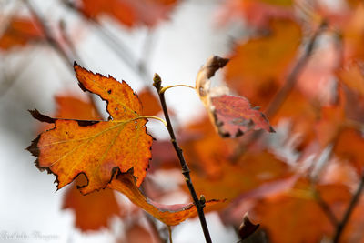 Close-up of orange maple leaves on tree