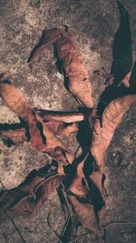 High angle view of dried leaves on field