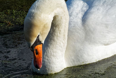 Close-up of swan swimming in lake