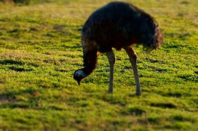 Animal grazing on grassy field