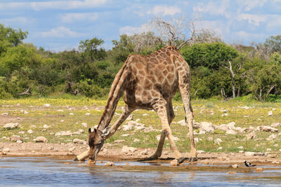 Giraffe drinking water in lake