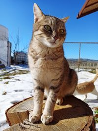 Close-up of a cat