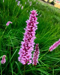 Close-up of purple flowers blooming outdoors