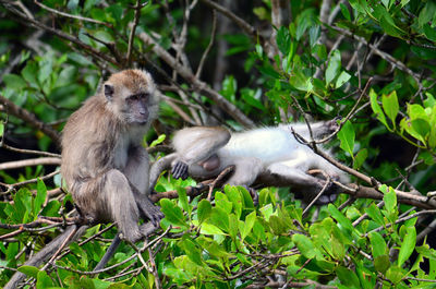 Monkeys in a green plants