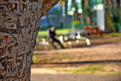Close-up of tree trunk on field