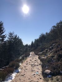 Dirt road amidst trees against clear sky