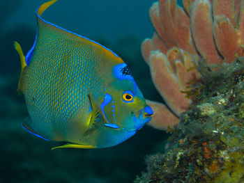Holacanthus ciliaris, the queen angelfish