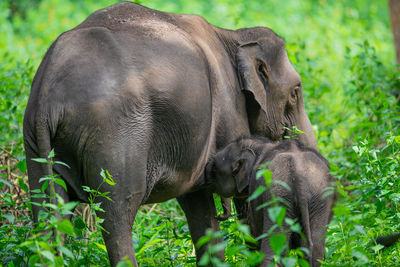 Elephant in a forest