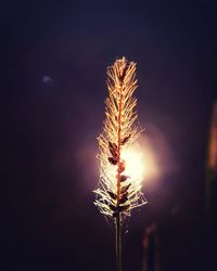 Low angle view of firework display at night