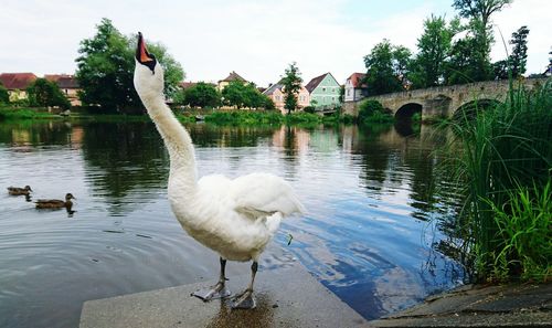 Swans in lake against sky