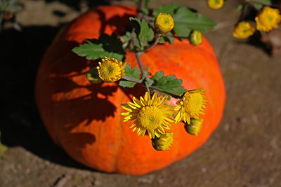 High angle view of orange flower pot