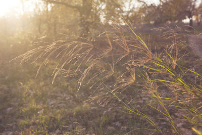 Close-up of grass on field