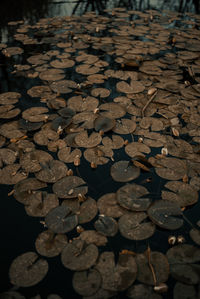 High angle view of leaves on water