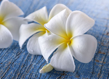 Close-up of white frangipani on table