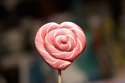 Close-up of heart shape rose