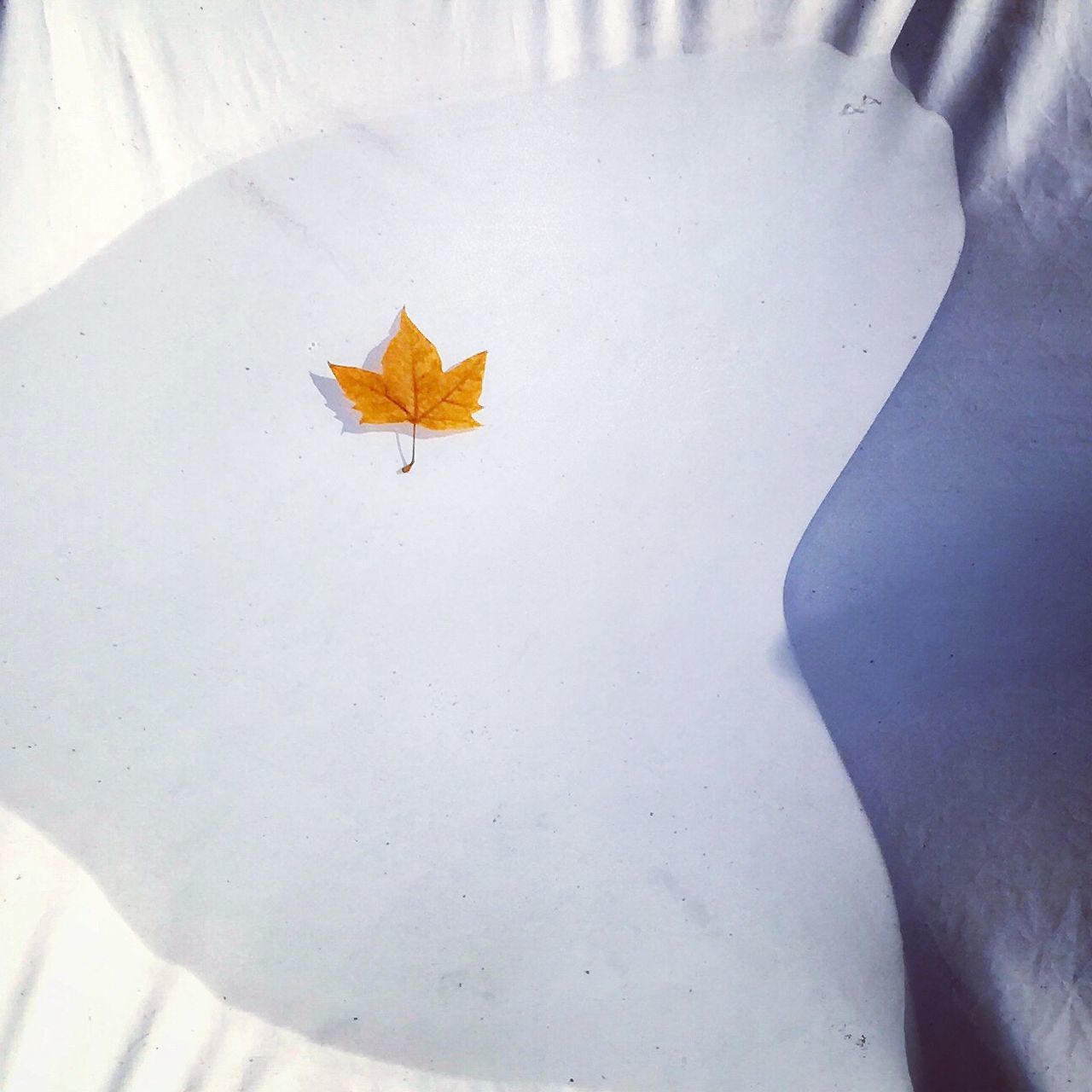 CLOSE-UP OF AUTUMN LEAF