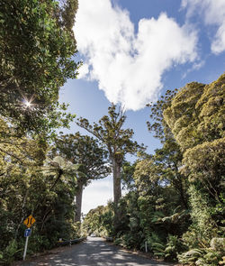 Road amidst trees against sky