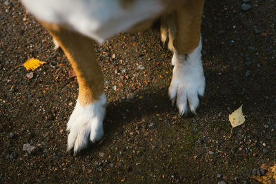 High angle view of dog