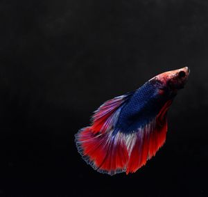 Close-up of fish swimming in black background