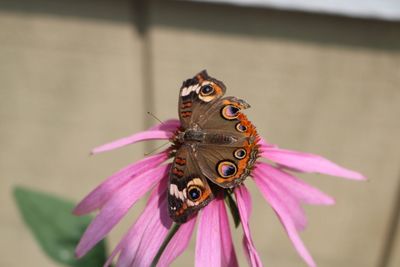 Close-up of butterfly pollinating on pink flower