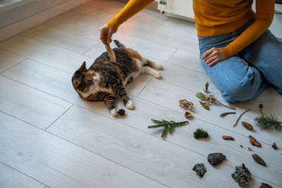 High angle view of cat on hardwood floor