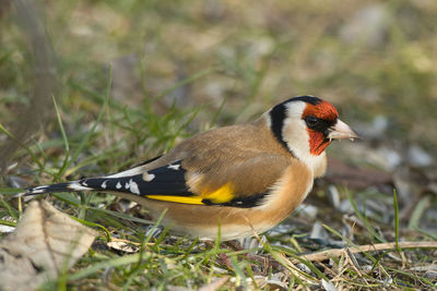 Close-up of bird perching on a field