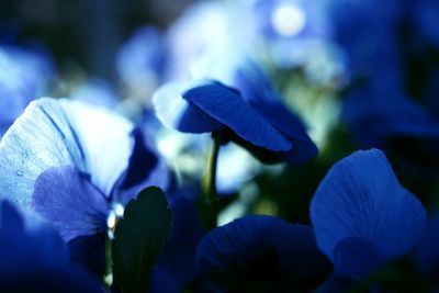 Close-up of purple flowering plant