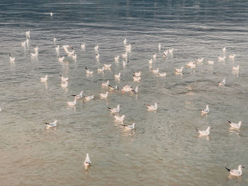 High angle view of seagulls flying over sea