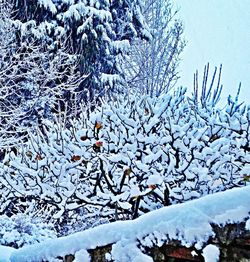 Snow covered trees