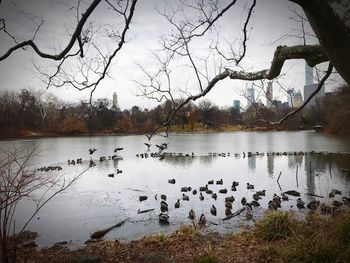 Birds swimming in lake against bare trees