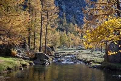 Scenic view of stream in forest during autumn