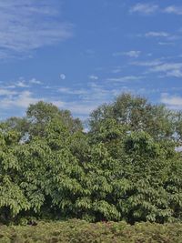 Trees on landscape against sky