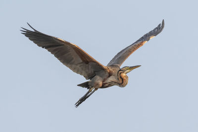 Low angle view of bird flying against clear sky