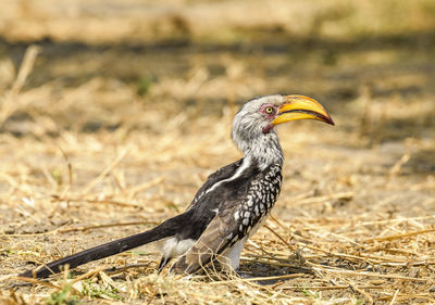 Close-up of bird perching on field