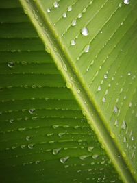 Full frame shot of wet leaf