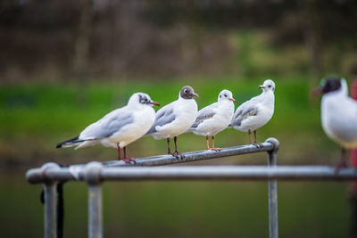 Close-up of seagull perching on railing