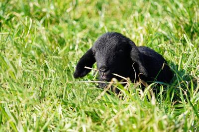Black relaxing on grass