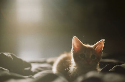 Close-up portrait of cat sitting