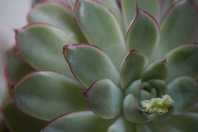 Close-up of succulent plant