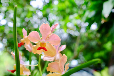 Close-up of pink flowering plant