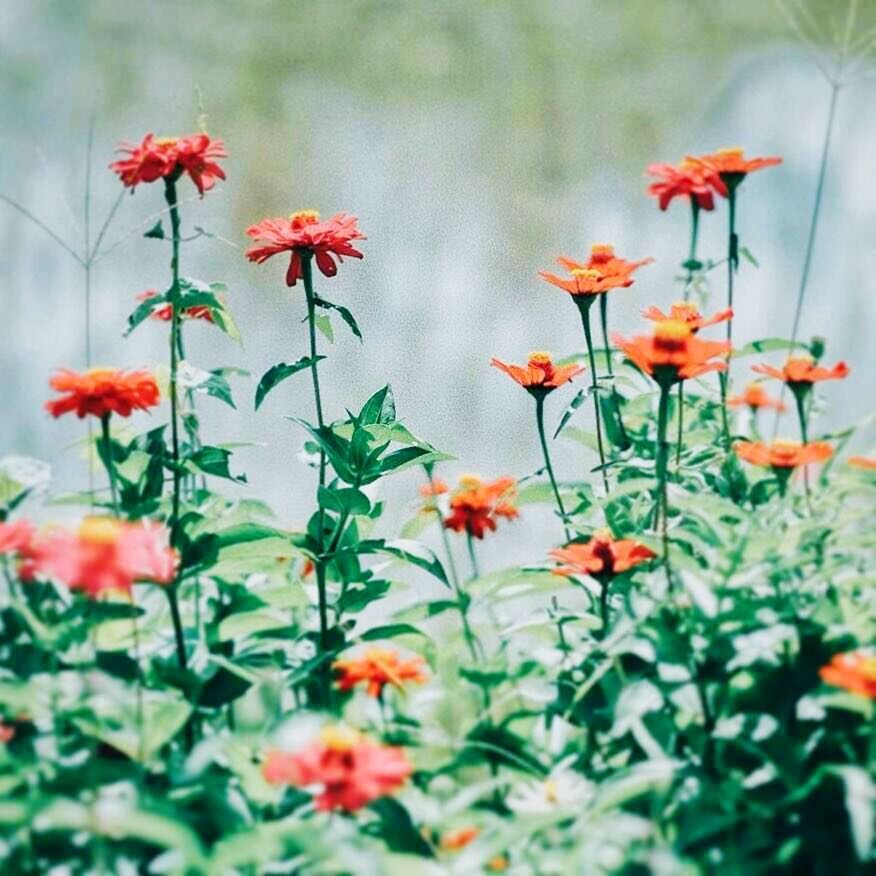 flower, growth, plant, poppy, nature, flora, petal, blooming, summer, red, no people, fragility, outdoors, day, beauty in nature, freshness, flower head, close-up